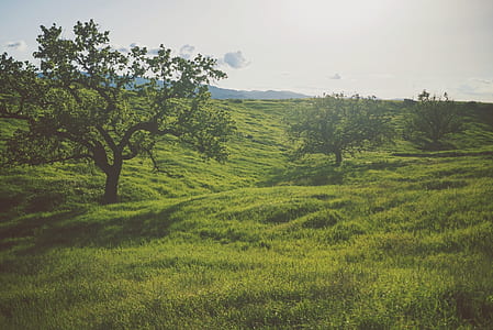 person showing green tree thumbnail
