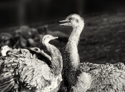 grayscale selective focus photo of ostrich thumbnail