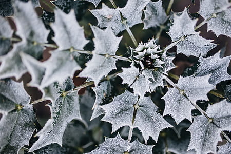 Detail of leaves covered in frost thumbnail
