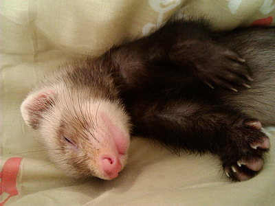 short-haired black animal thumbnail