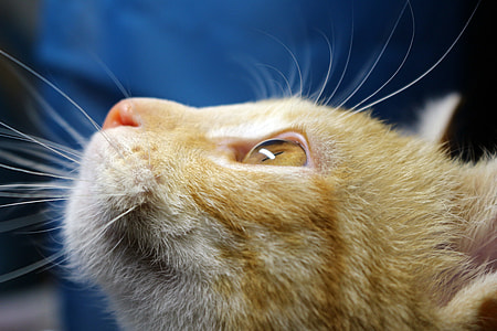 orange tabby cat facing up thumbnail