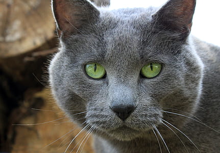 close-up photo of grey cat thumbnail