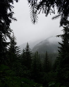aerial photography of green pine tree forest thumbnail
