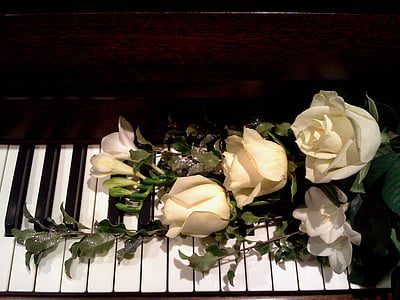 four white roses thumbnail