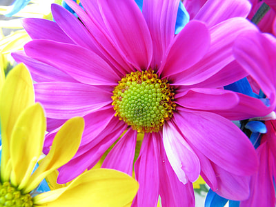 selective focus photo of pink petaled flowers thumbnail