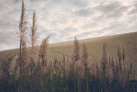 depth photography of plants under gray sky thumbnail
