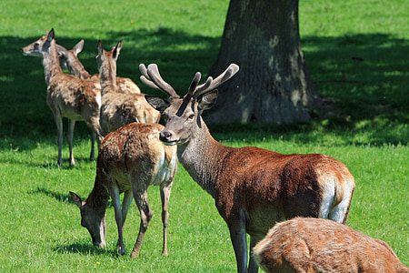 herd of deers near brown tree at daytime thumbnail