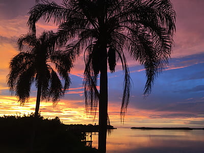 silhouette of coconut palm trees thumbnail