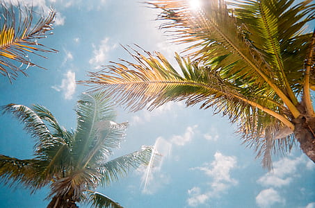low-angle photography of coconut trees thumbnail