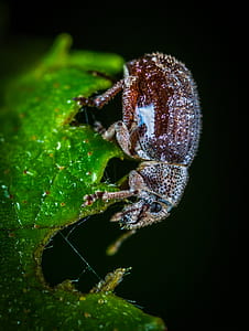 Macro Photo of Brown June Beetle on Green Leaf thumbnail