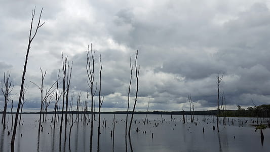 Dead trees flooded by water stand under stormy skies at Manasquan Reservoir in Howell New Jersey. thumbnail