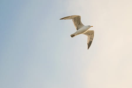 White Bird Flying thumbnail