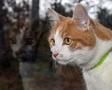 photography of brown and white cat thumbnail