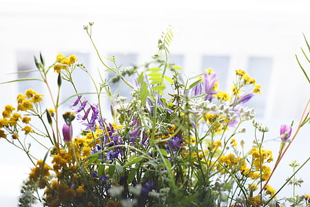closeup photography of purple and yellow flower thumbnail