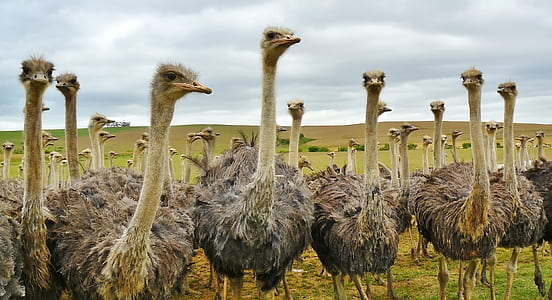 Ostrich Under White Sky thumbnail