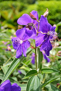 purple lasiandra flowers closeup photography thumbnail