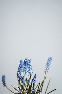 blue flowers thumbnail