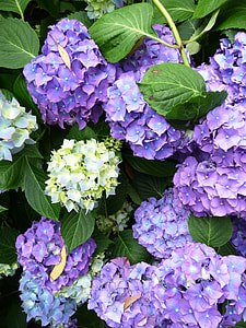 purple and yellow flowers thumbnail