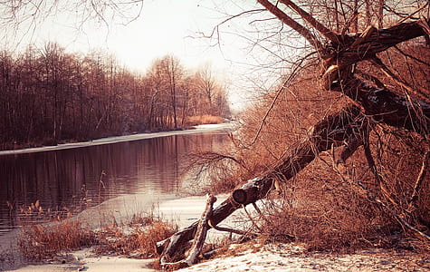 brown bare tree near body of water thumbnail