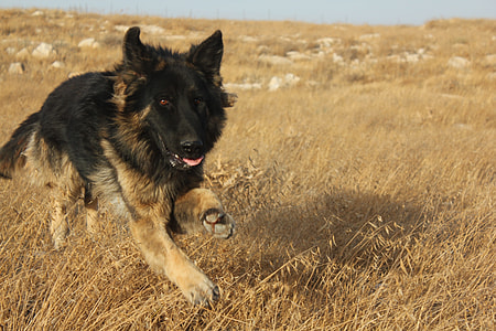 photography of long-coated black and brown running on brown grass during daytime thumbnail