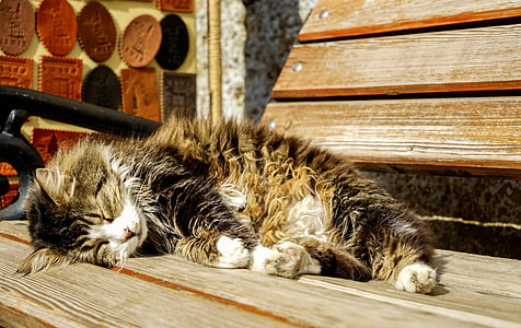 brown tabby cat lying on brown wooden bench thumbnail