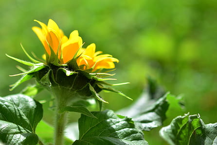 focus photo of yellow petaled flower thumbnail