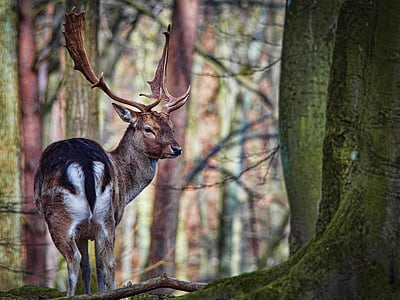 brown reindeer on forest thumbnail