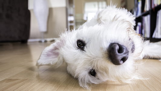 white giant schnauzer thumbnail