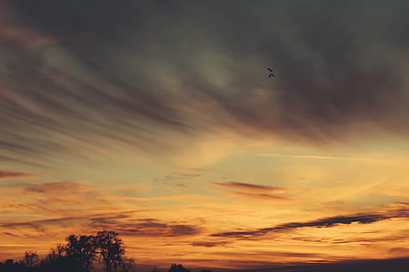 birds flying under orange sky thumbnail