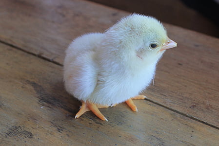 yellow chick thumbnail