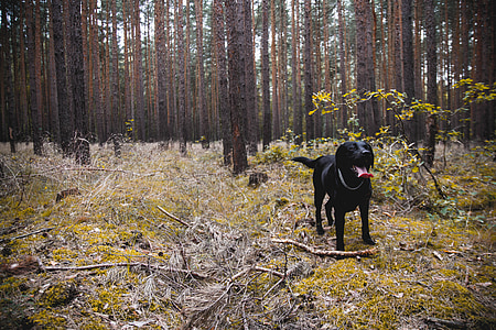 black dog standing on green and brown soil thumbnail