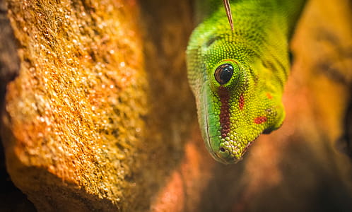 Micro Photography of a Gecko thumbnail