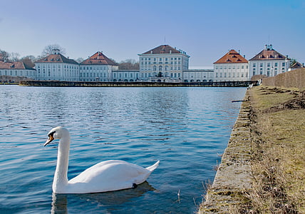 white swan on water near building at daytime thumbnail
