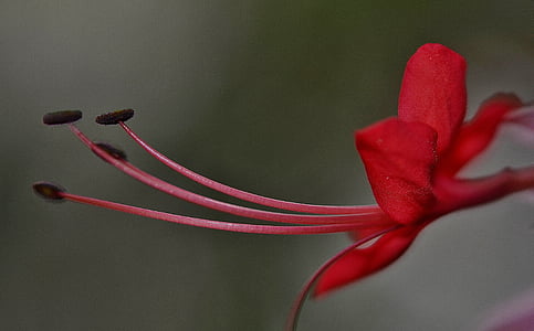 bokeh photography of red hibiscus thumbnail