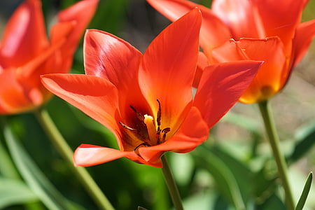 selective focus photograph of red petaled flower thumbnail