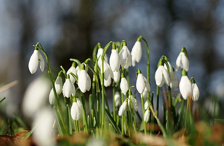 focus photo of white snowdrop flower thumbnail