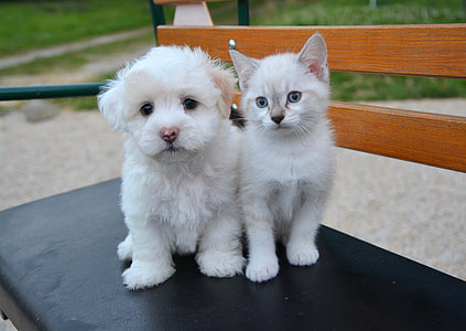 short-coated white puppy and white kitten siting on black bench thumbnail