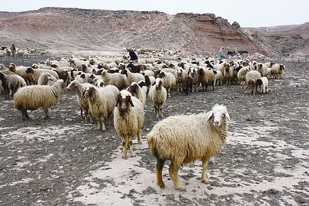 white sheep on gray surface thumbnail