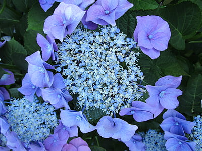blue clustered flowers and purple 6-petaled flowers thumbnail