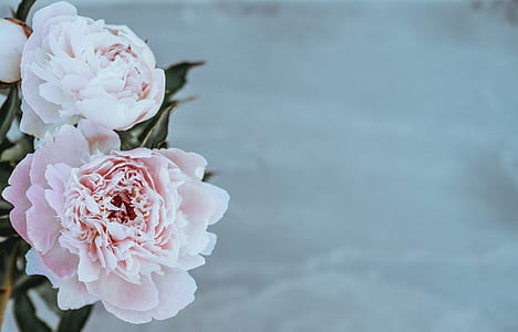 two pink peony flowers thumbnail