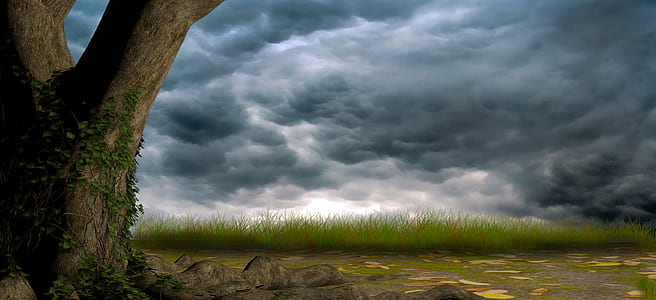 green grass near wood trunk digital wallpaper thumbnail