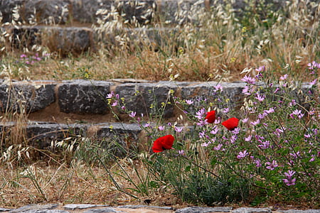 red poppies near purple flowers at daytime thumbnail
