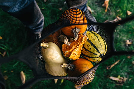 Variety of Pumpkins thumbnail