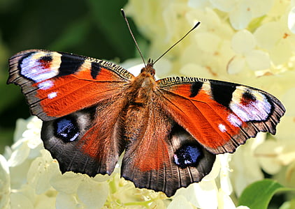 peacock butterfly perched on white cluster petaled flower in closeup photography thumbnail