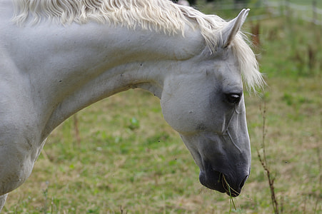 white Horse eating grass during daytime thumbnail