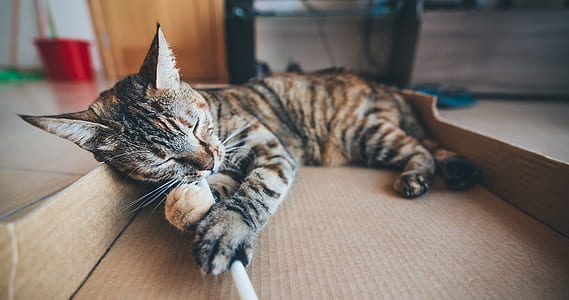 brown tabby cat scratching white stick thumbnail
