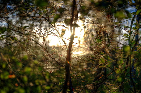 Shallow Focus of Green and Brown Plants With Brown Light Photo thumbnail