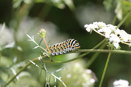 white, black, and orange caterpillar on plant thumbnail