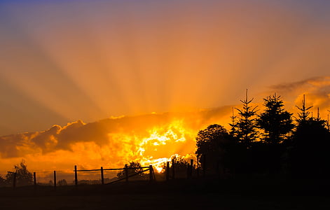 silhouette of trees during golden hour thumbnail