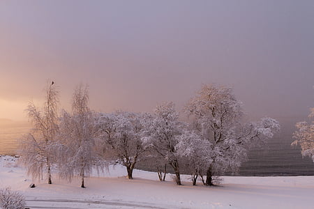 white leaf trees near body of water thumbnail